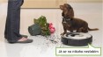 Fotogalerie: Roomba 564 PET